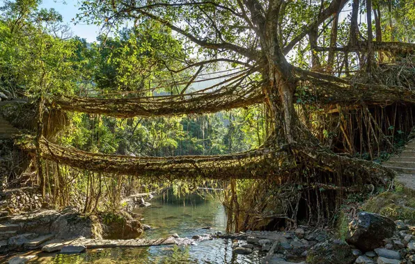 Trees, bridge, roots, river, India, Meghalaya