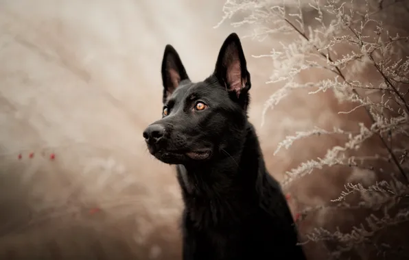 Frost, face, branches, dog, bokeh, German shepherd