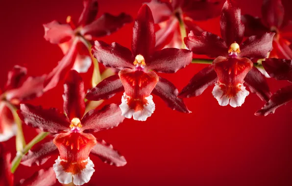 Petals, orchids, exotic