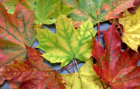 Autumn, leaves, background, colorful, maple, wood, background, autumn