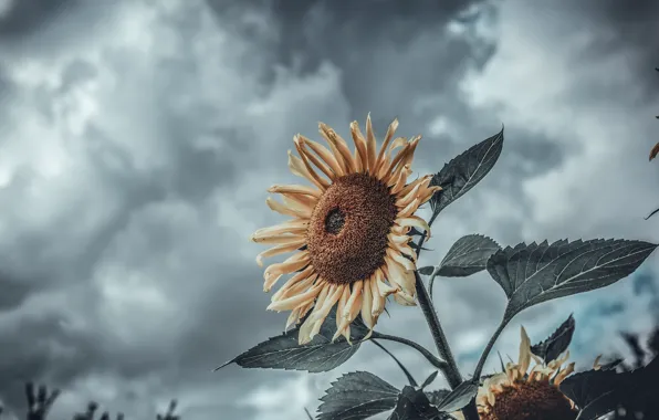 The sky, nature, sunflower