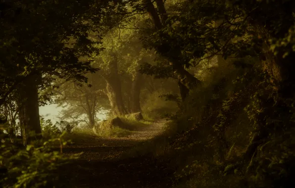 Forest, trees, nature, trail, track