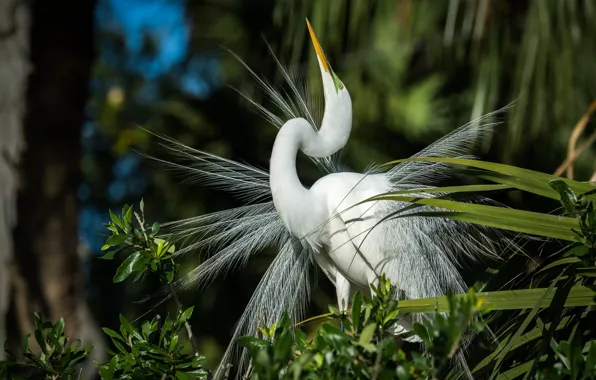 Picture bird, feathers, white, Heron