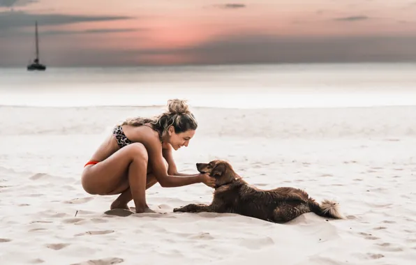 Sea, animal, dog, friendship, sea, dog, dog, animal