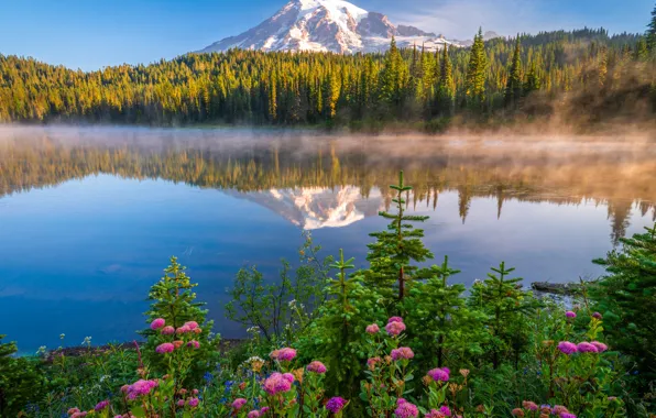 Forest, light, flowers, mountains, fog, lake, reflection, the slopes