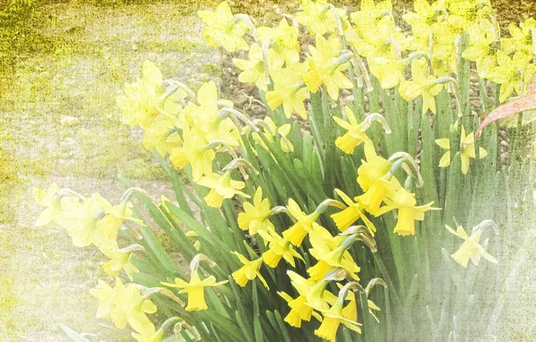 Flowers, style, Narcis