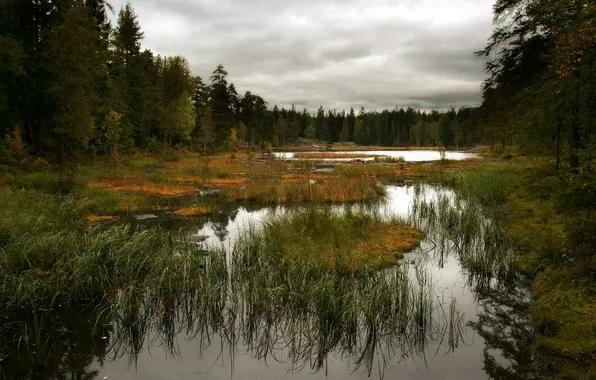 Forest, summer, the sky, water, nature, swamp, horizon