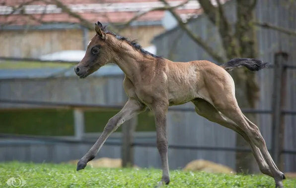 Running, cub, foal, (с) Oliver Seitz