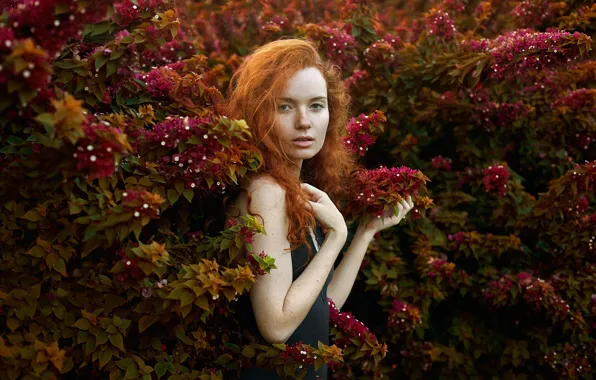 Picture look, girl, face, pose, hands, red, redhead, the bushes