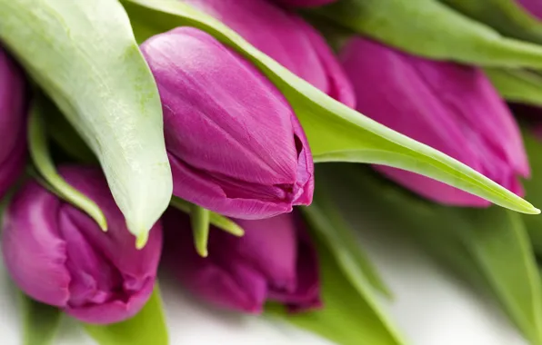 Flowers, macro tulips