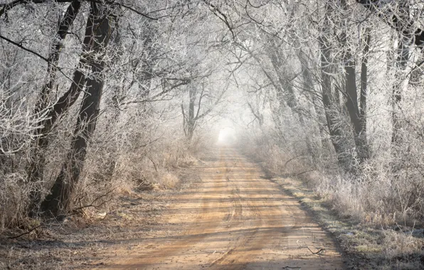 Picture frost, road, forest, fog