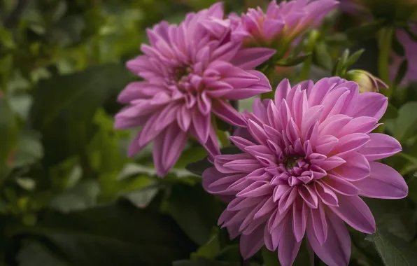 Background, flowerbed, dahlias