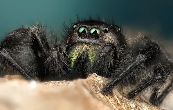 Eyes, macro, surface, pose, background, black, legs, spider