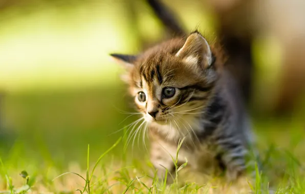Cat, summer, grass, mustache, look, light, nature, pose