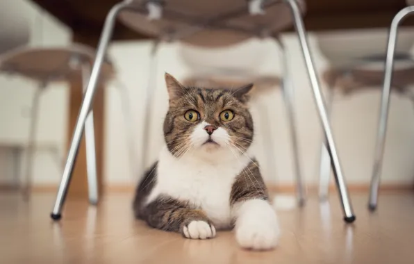 Cat, look, background