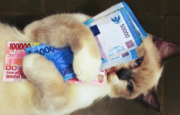 Cat, cat, face, pose, background, money, legs, lies