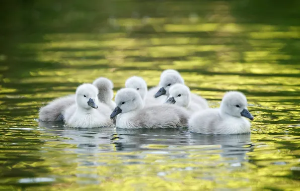 Water, kids, swans, Chicks, the Lebeda