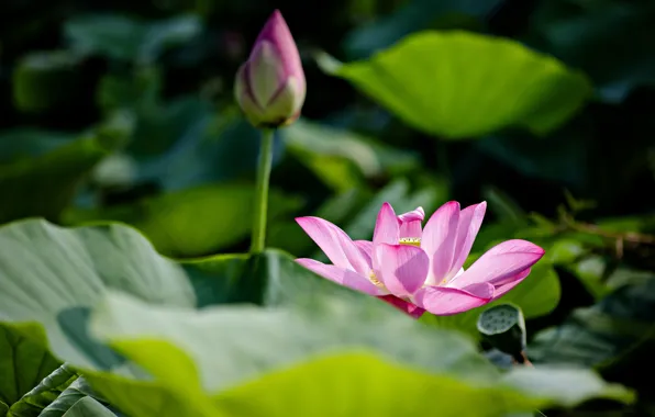 Picture leaves, light, flowers, nature, pond, the dark background, petals, stem