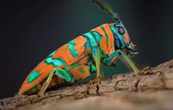 Picture macro, orange, background, beetle, profile, insect, bark, spotted