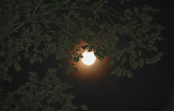 Picture the sky, leaves, night, branch, the moon, Moon, sky, night