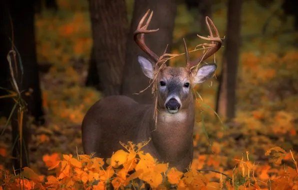 Picture autumn, look, deer