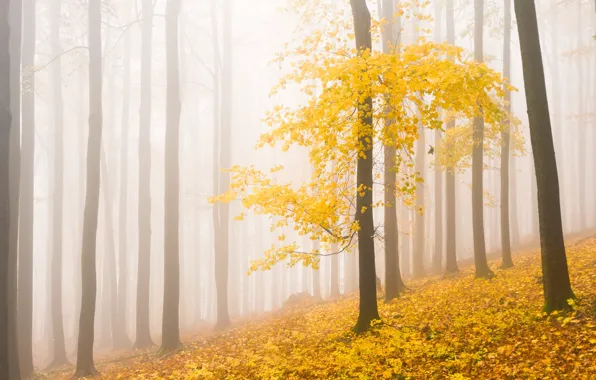 Autumn, forest, fog, tree, foliage, yellow leaves, morning, slope