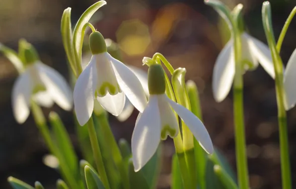 Macro, spring, snowdrop