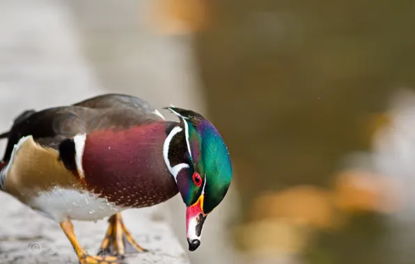 Picture nature, duck, waterfowl, bird