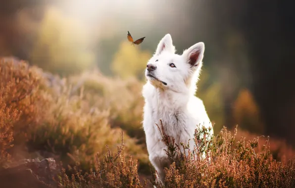 Nature, butterfly, dog