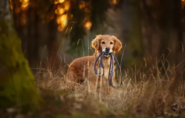 Autumn, forest, grass, look, nature, pose, Park, dog