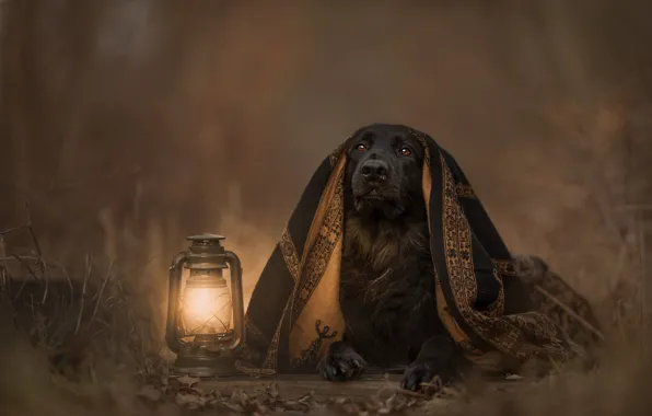 Picture look, light, nature, black, dog, blanket, lights, lies