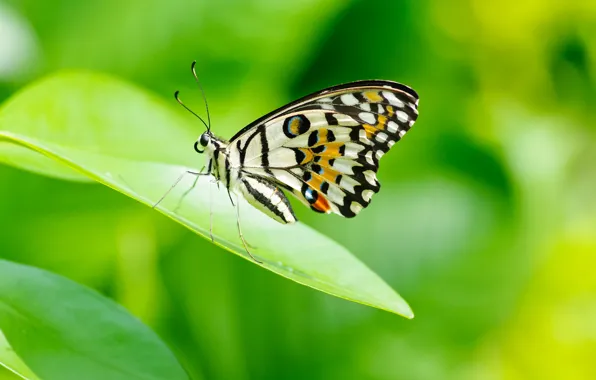 Grass, nature, butterfly, moth