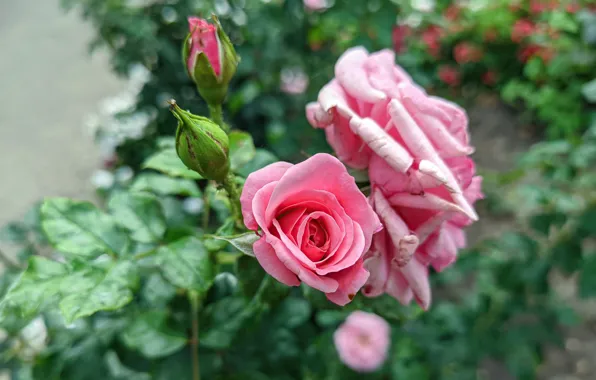 Greens, Flowers, Roses