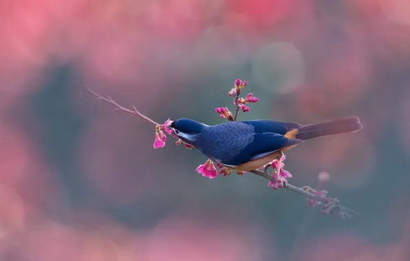 Background, bird, branch, Sakura, flowering, Big - eared sibia