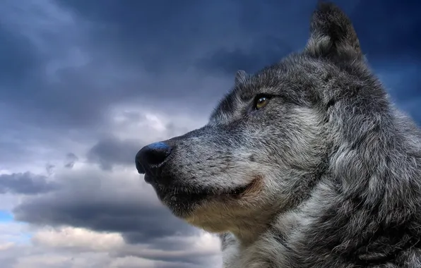 The sky, animal, wolf