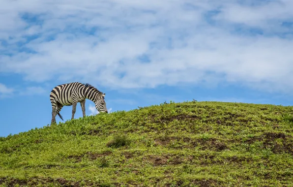 Nature, meadow, Zebra, weed, Animal, Whale