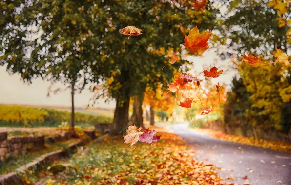 Road, autumn, leaves