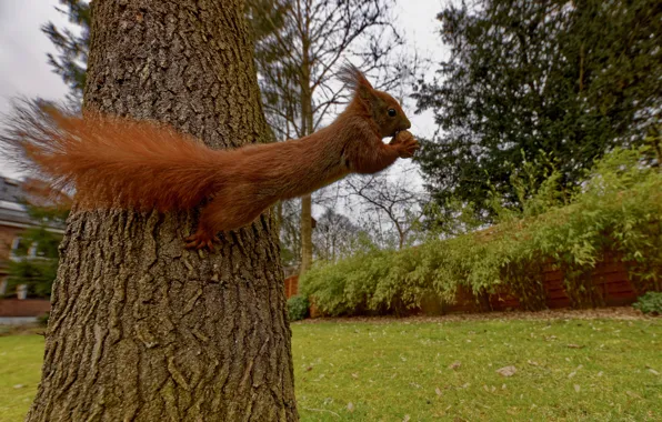 Pose, Park, tree, lawn, jump, the game, the fence, walnut