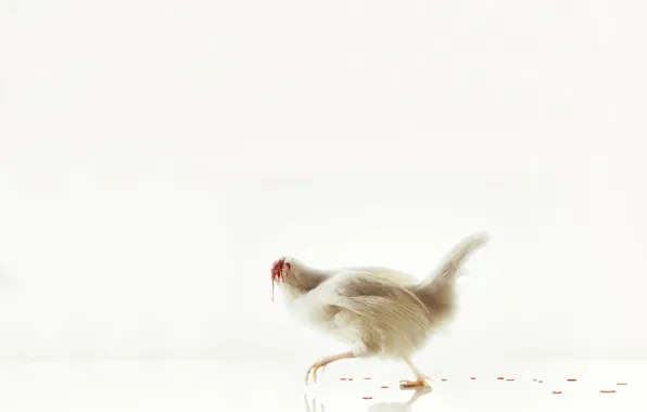 Picture blood, chicken, White, without a head
