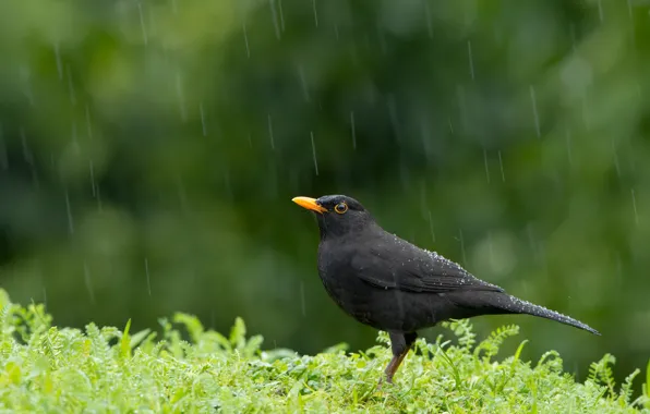 Picture rain, bird, Blackbird, Turdus merula