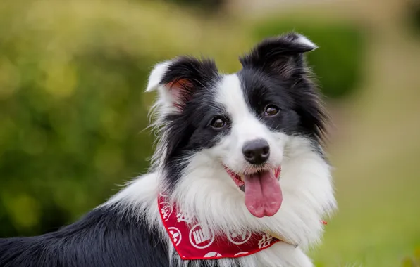 Picture language, look, face, dog, bokeh, The border collie