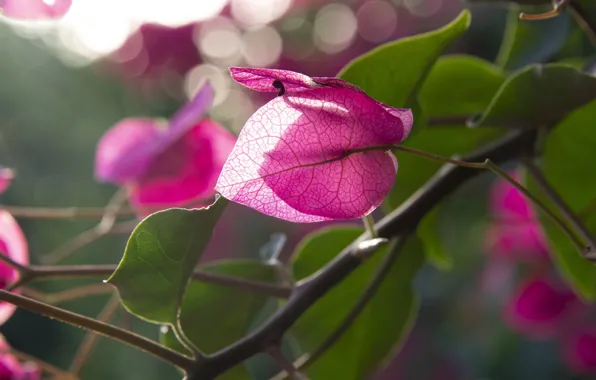 Leaves, light, flowers, branches, garden, insect, pink, bokeh
