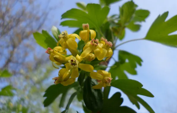 Flowering, April, black currant