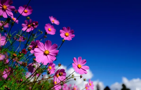 The sky, macro, flowers, pink, field, kosmeya