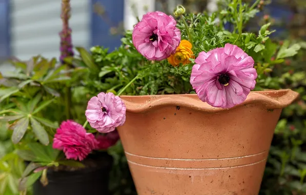 Flowers, pot, Ranunculus, Asian Buttercup