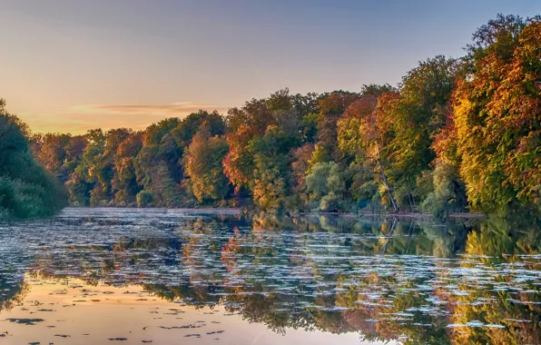Autumn, forest, trees, pond