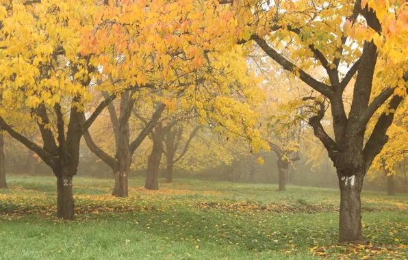 Autumn, trees, nature, fog, Park, foliage, Nature, trees