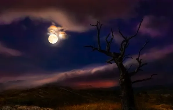Night, tree, the moon