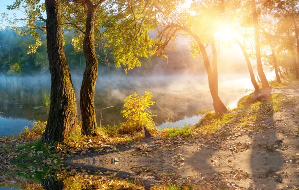 Picture autumn, the sun, trees, fog, lake