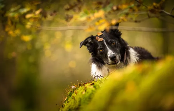 Picture autumn, look, nature, background, dog, the border collie